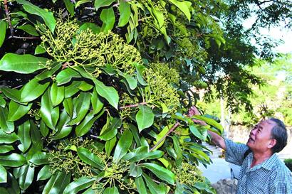 青岛南北方临界植物多 独特气候成就多样性