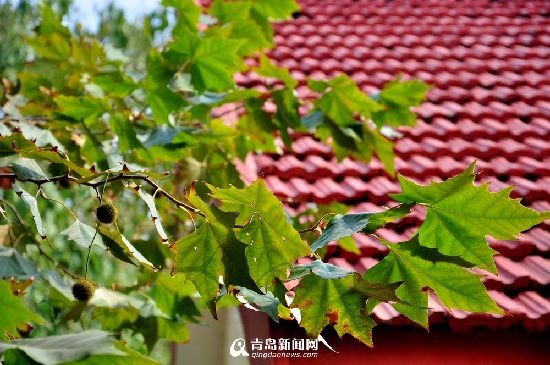 青岛发布大风蓝色预警 冷空气致最低温5℃