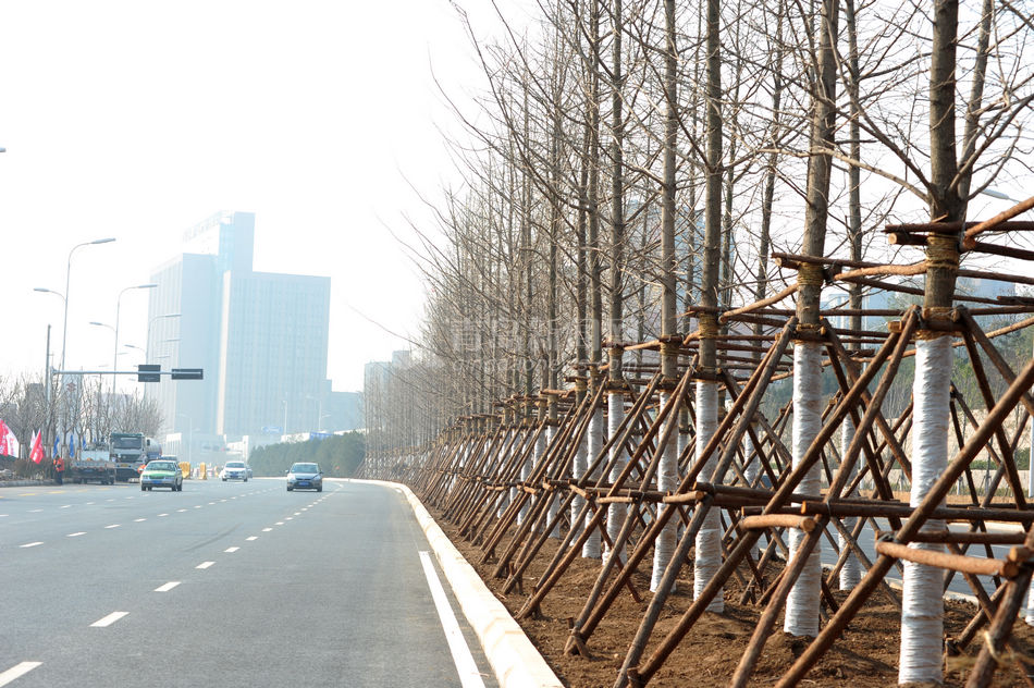重庆路绿化规模史上空前
