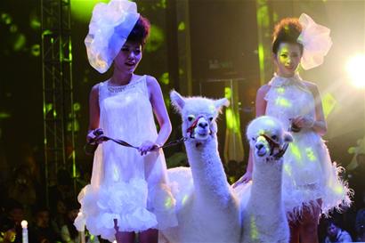 青岛美女穿婚纱牵羊驼走T台 成奇特婚礼秀