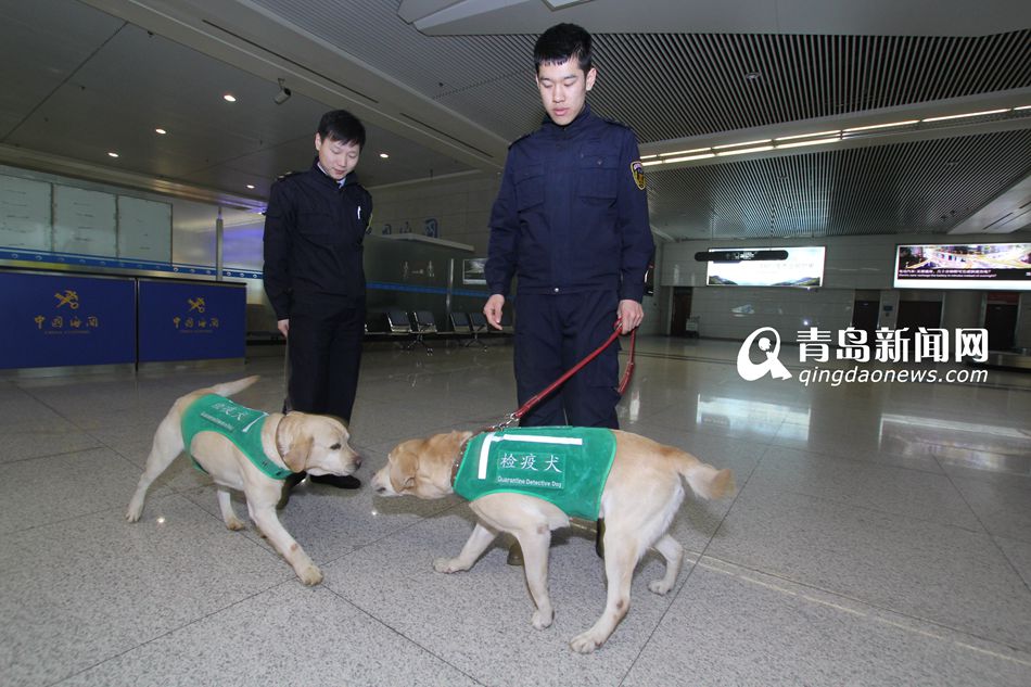 高清：实拍机场检疫犬 轻嗅就能查出违禁物品