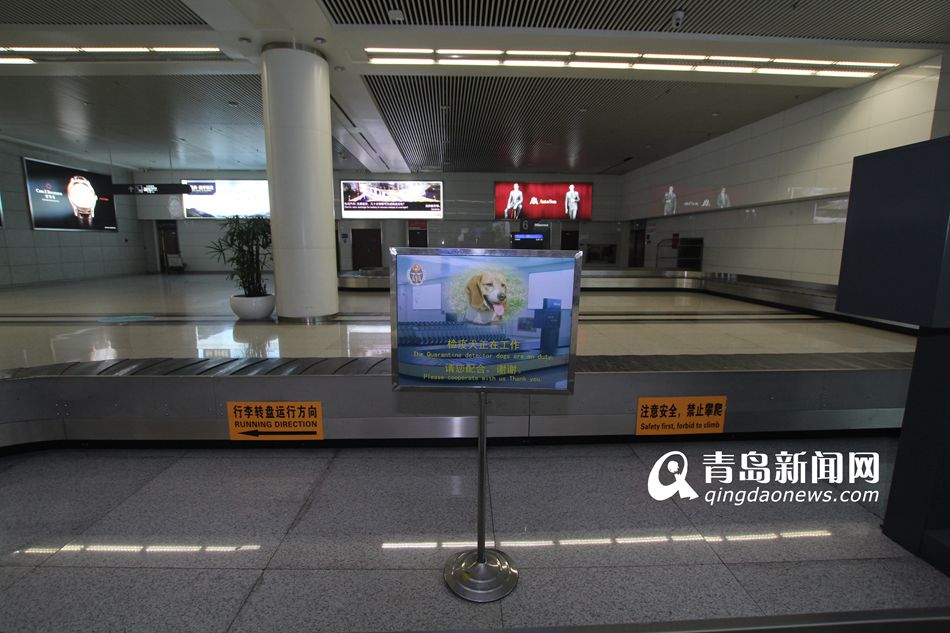 高清：实拍机场检疫犬 轻嗅就能查出违禁物品