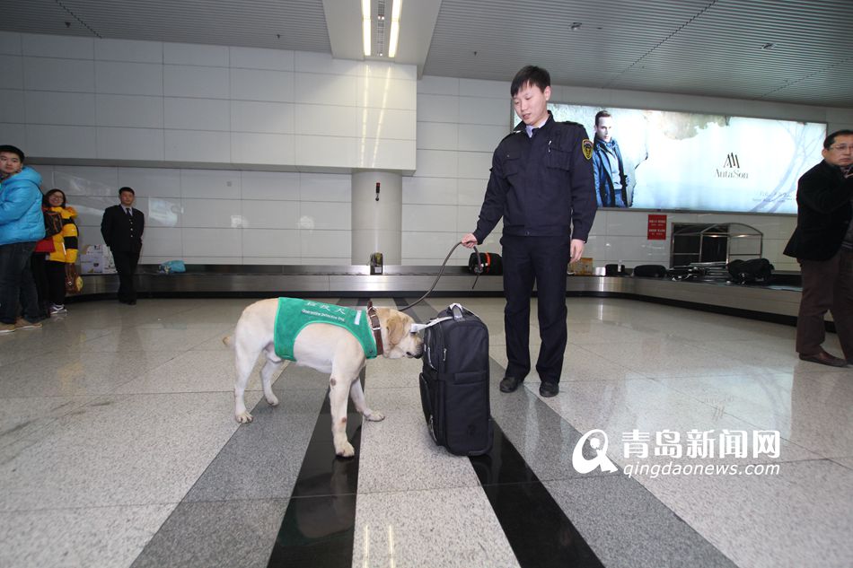 高清：实拍机场检疫犬 轻嗅就能查出违禁物品