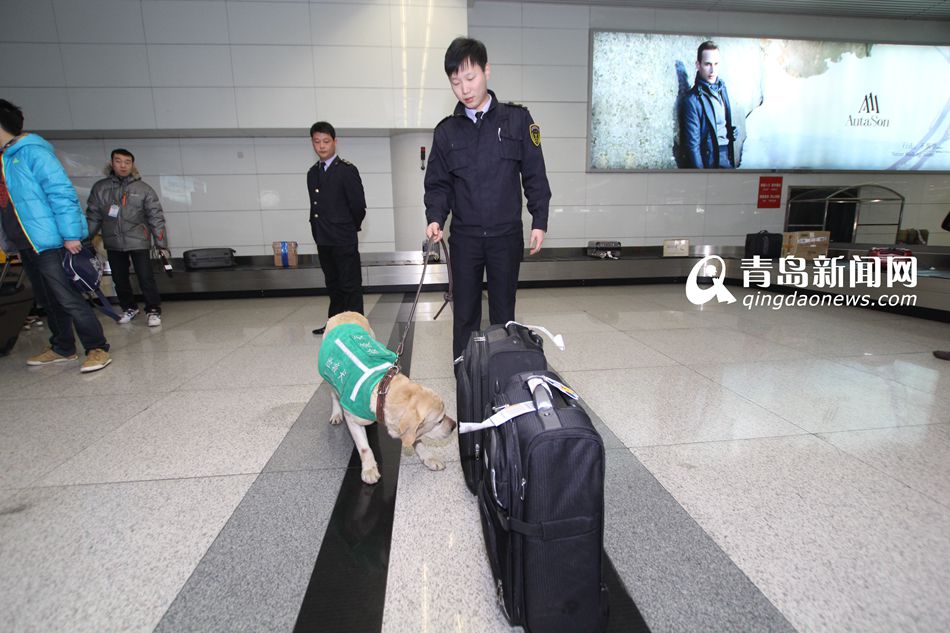 高清：实拍机场检疫犬 轻嗅就能查出违禁物品