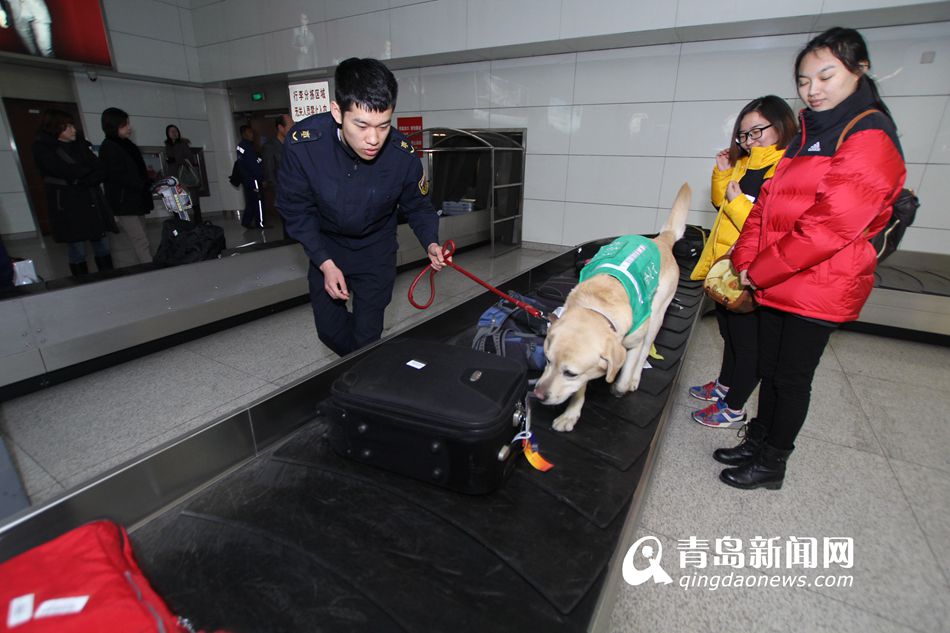 高清：实拍机场检疫犬 轻嗅就能查出违禁物品
