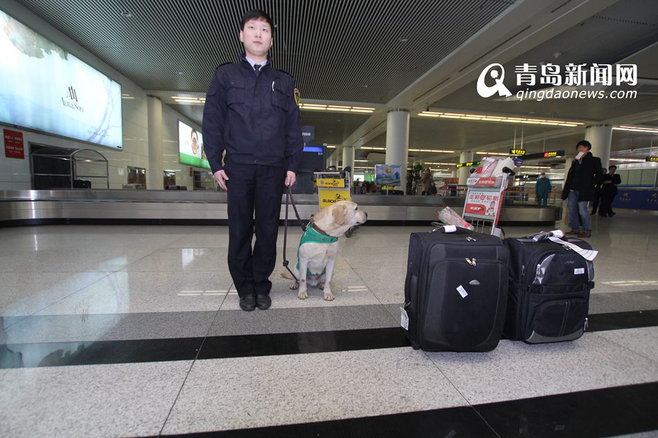 高清：实拍机场检疫犬 轻嗅就能查出违禁物品