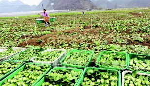 安顺市农业产业结构调整暨现代高效农业示范园区建设观摩会侧记 安顺市农业产业结构调整暨现代高效农业示范园区建设观摩会侧记