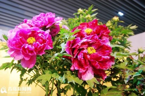 花艺大赛绽放异彩 46家单位参赛牡丹花艺竞赛 花艺大赛绽放异彩 46家单位参赛牡丹花艺竞赛