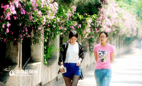 高清：青岛又到蔷薇盛开季 街头邂逅花墙美女