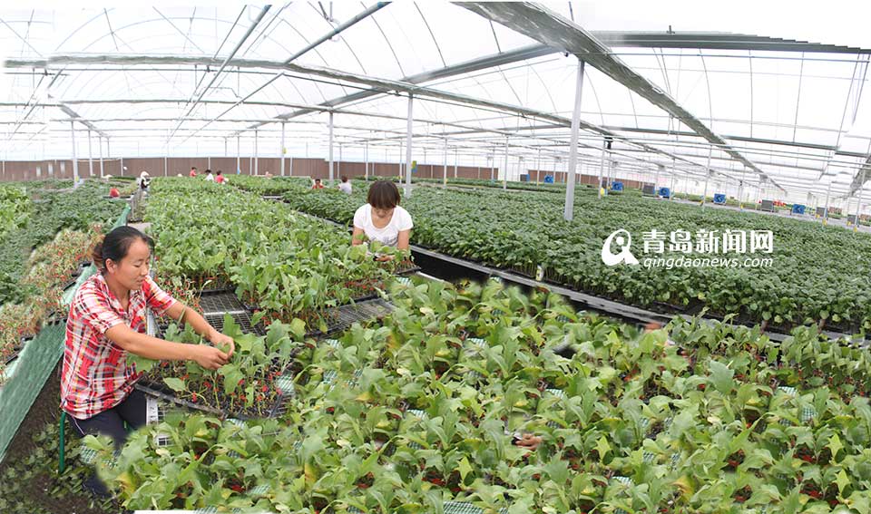 省农村信用联社：服务三农 打造普惠金融(图)