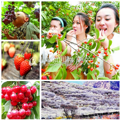 金秋泰和郡,城阳,惜夏,采摘,别墅,青岛新闻网