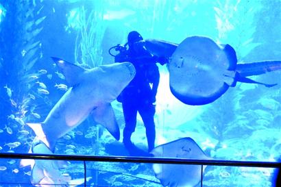 代表议案海味浓：聚焦海洋科普 建全国最大海洋馆