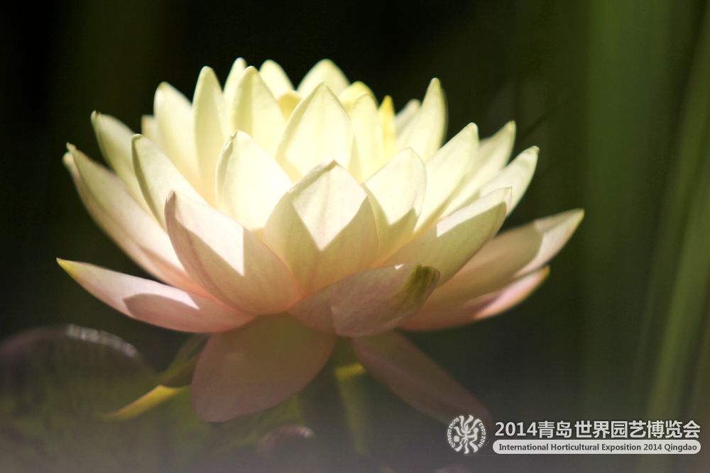 莲花馆添置“新宝贝” 莲花四月相继盛开