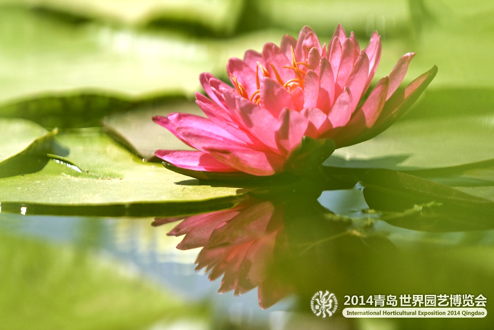 莲花馆添置“新宝贝” 莲花四月相继盛开 莲花馆添置“新宝贝” 莲花四月相继盛开