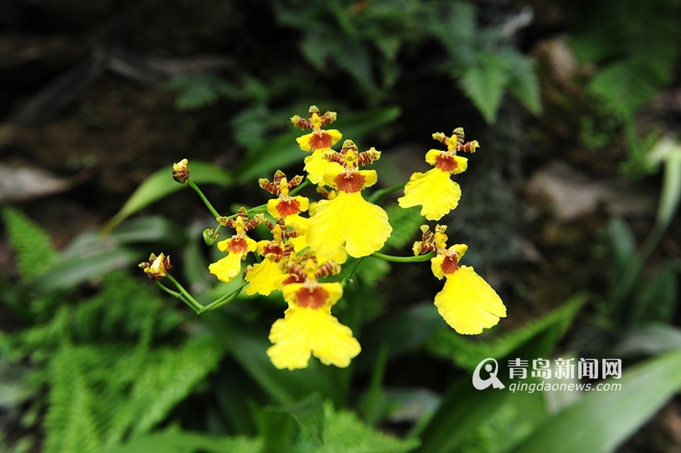 世博园3月28日开门纳客 植物馆新装亮相