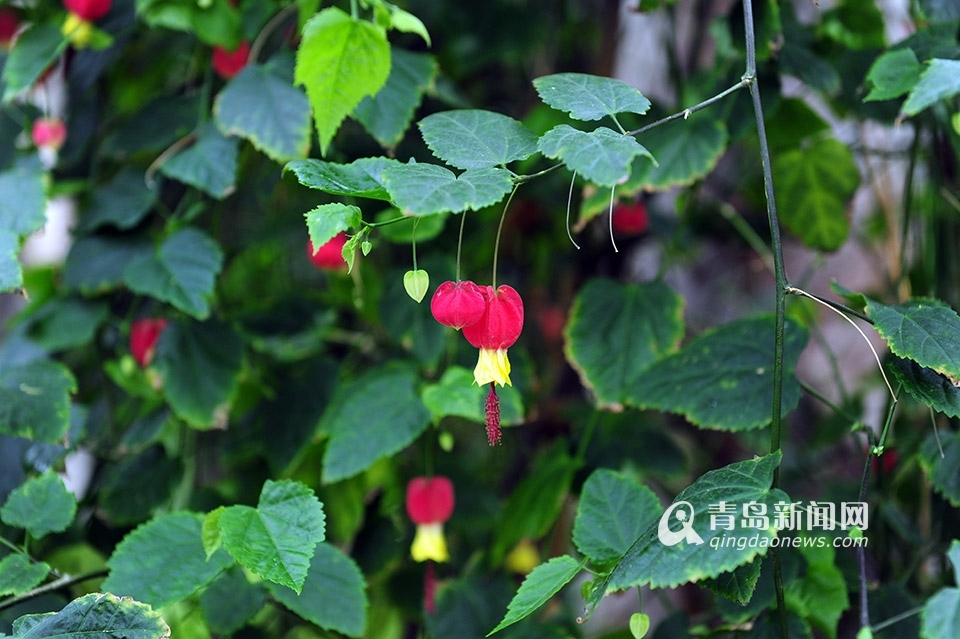 世博园3月28日开门纳客 植物馆新装亮相