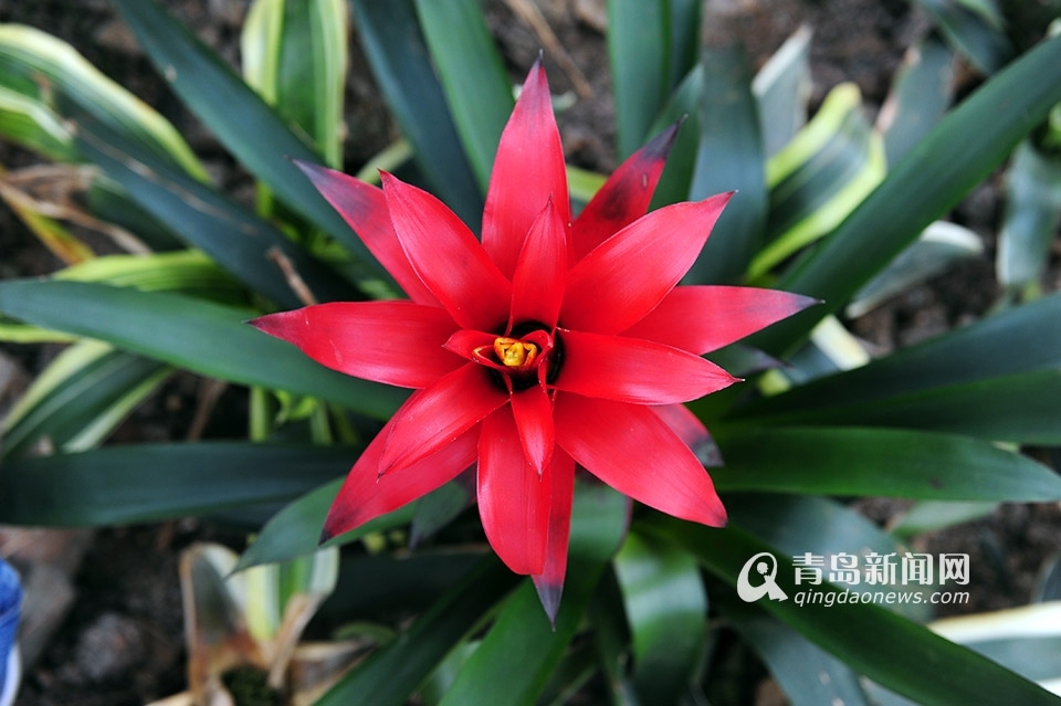 世博园3月28日开门纳客 植物馆新装亮相