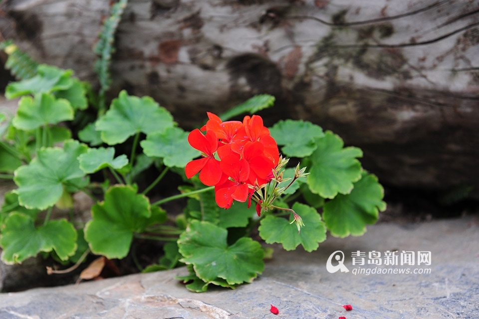 世博园3月28日开门纳客 植物馆新装亮相