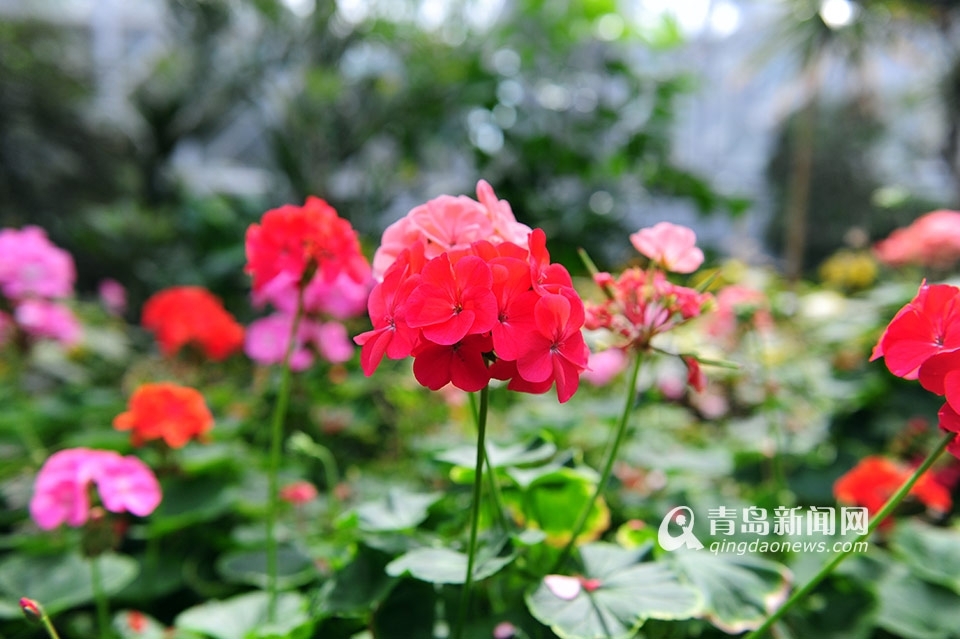 世博园3月28日开门纳客 植物馆新装亮相