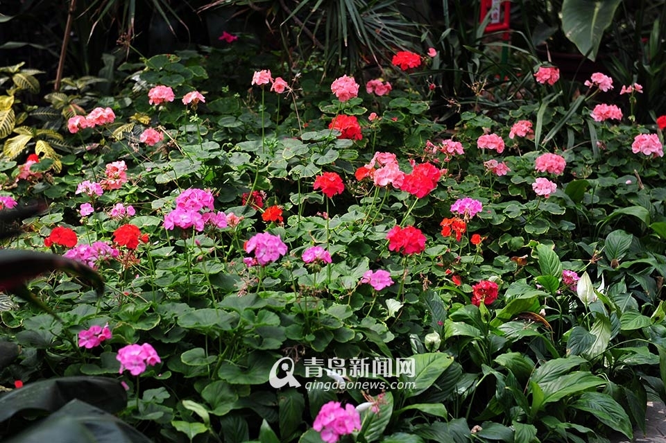 世博园3月28日开门纳客 植物馆新装亮相