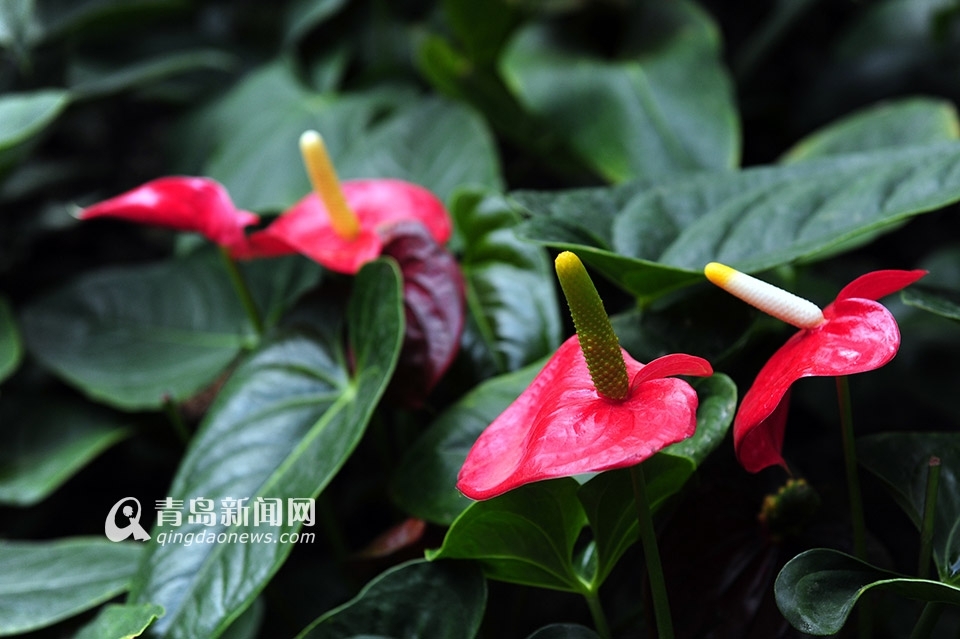 世博园3月28日开门纳客 植物馆新装亮相