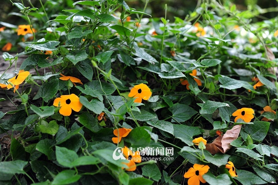 世博园3月28日开门纳客 植物馆新装亮相 世博园3月28日开门纳客 植物馆新装亮相