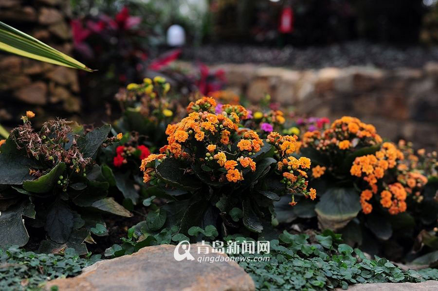 百花吐蕊报春来 世博美景等你来