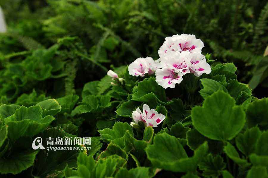 百花吐蕊报春来 世博美景等你来