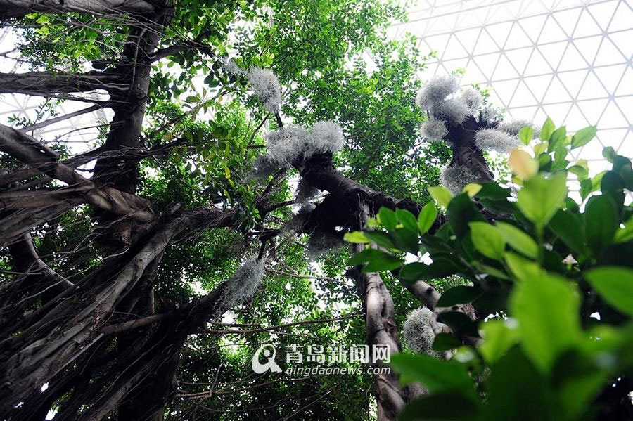 百花吐蕊报春来 世博美景等你来
