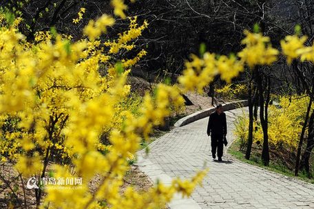 高清：浮山金钟花全部盛开 山间小路一片金黄
