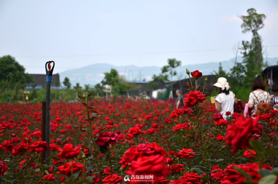仁寿蝶彩花卉旅游景区图片