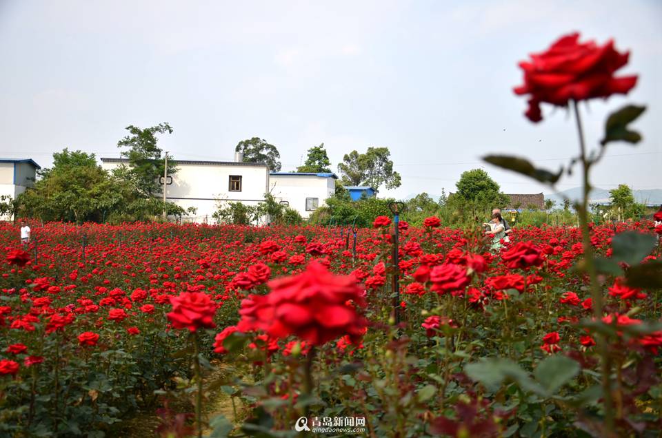 仁寿蝶彩花卉旅游景区图片