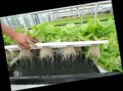 物联网给蔬菜大棚当“管家”