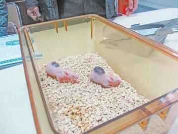 小鼠身上长出人类皮肤一只小鼠能卖12万 小鼠身上长出人类皮肤一只小鼠能卖12万