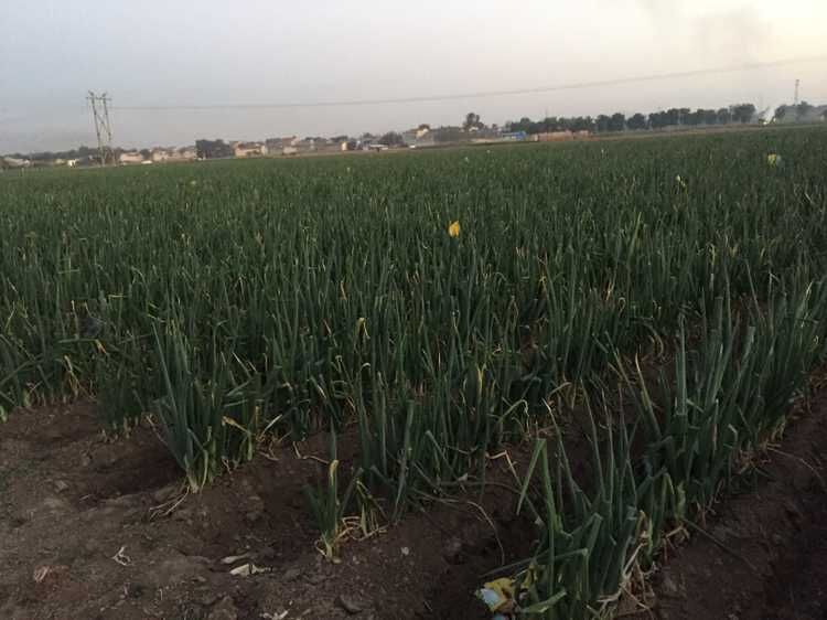 章丘大葱走上国宴餐桌 葱田里赚起了门票钱