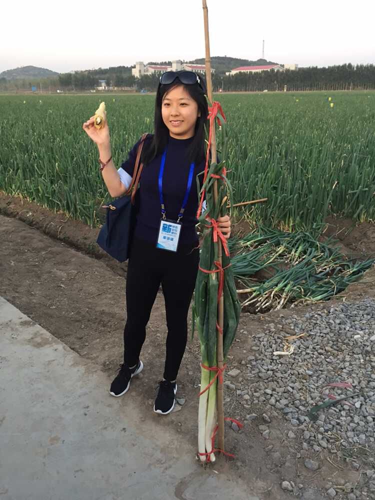 章丘大葱走上国宴餐桌 葱田里赚起了门票钱
