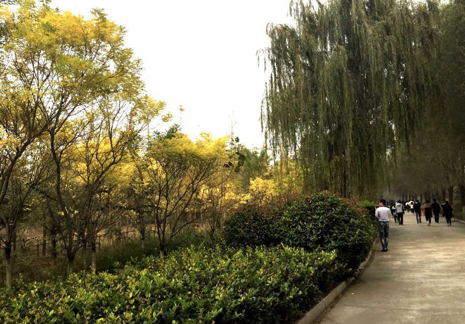 吞进污水吐出清泉 武河湿地为临沂“净水”再添猛将