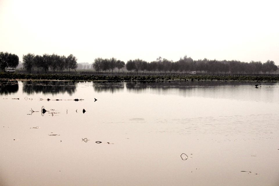 吞进污水吐出清泉 武河湿地为临沂“净水”再添猛将