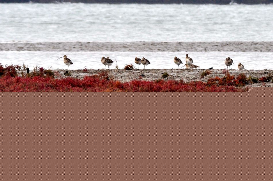 高清:胶州湾湿地成候鸟天堂 鸥鹭翔集处处风景