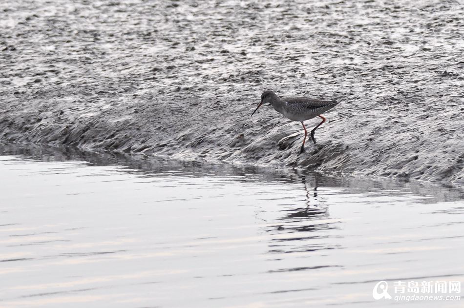 高清:胶州湾湿地成候鸟天堂 鸥鹭翔集处处风景