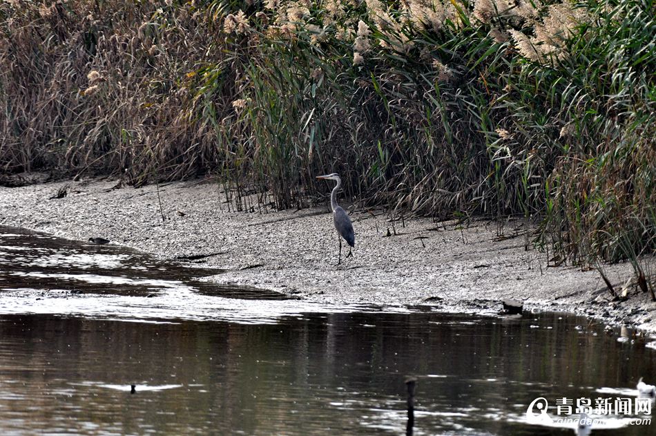 高清:胶州湾湿地成候鸟天堂 鸥鹭翔集处处风景