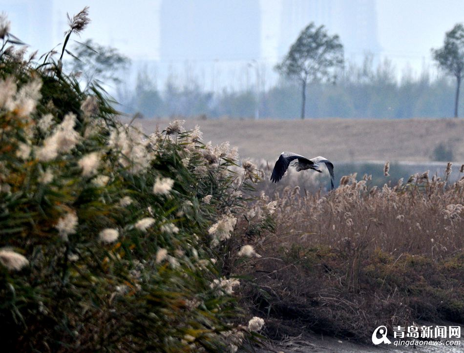 高清:胶州湾湿地成候鸟天堂 鸥鹭翔集处处风景