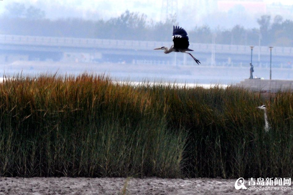 高清:胶州湾湿地成候鸟天堂 鸥鹭翔集处处风景
