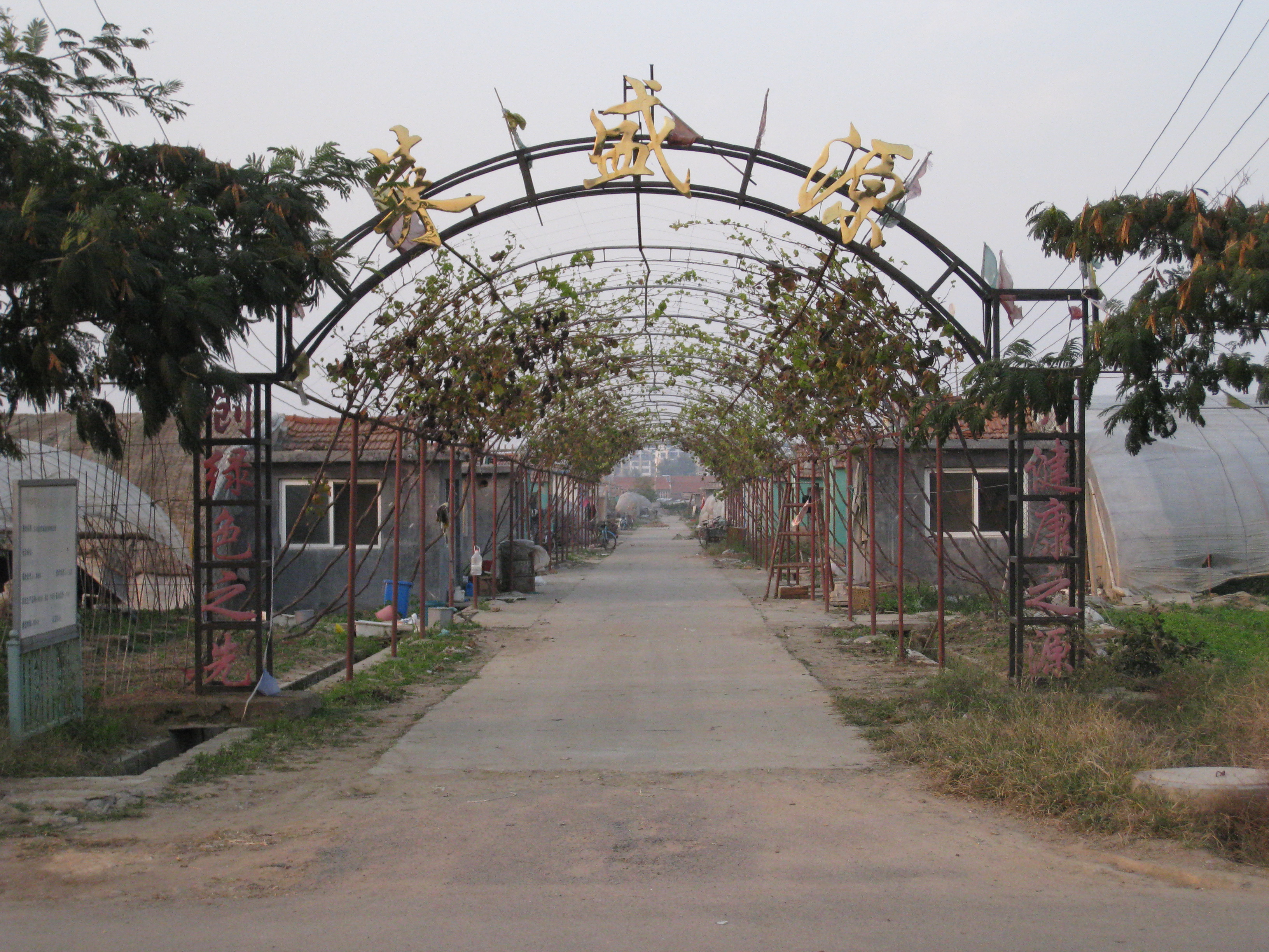 城阳夏庄菜盛源蔬菜种植基地