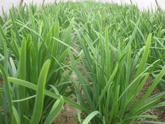 其中,包括一例 "毒韭菜"案,6名嫌疑人被刑拘.