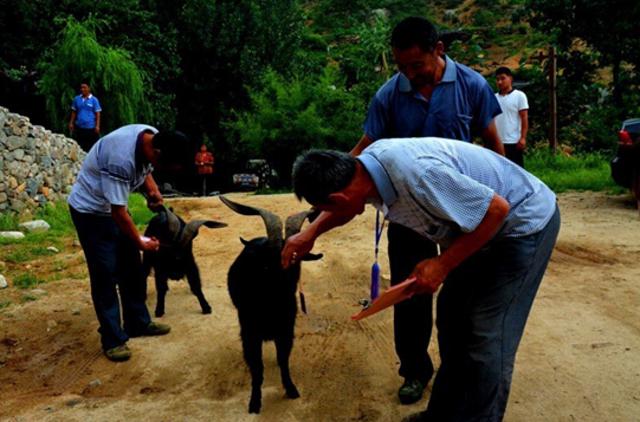 蒙山请你喝羊汤 和斯琴格日乐共唱《沂蒙山小调》