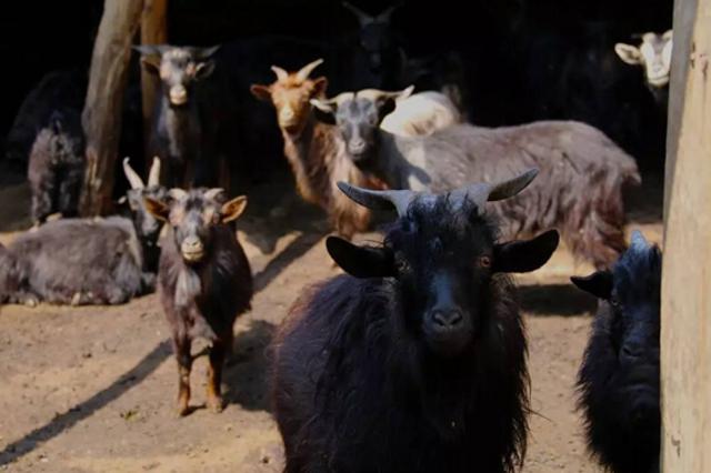 蒙山请你喝羊汤 和斯琴格日乐共唱《沂蒙山小调》