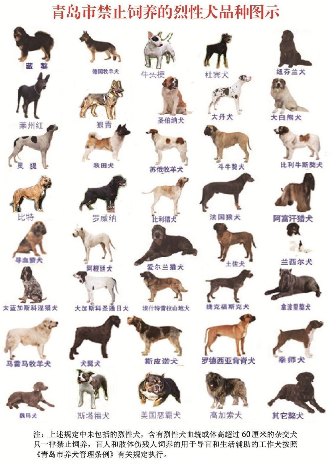日本第一犬——秋田犬|秋田犬|纯种|田园_新浪新闻