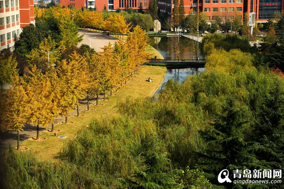 高清：山科大校园美美哒 杏叶金黄枫叶正红