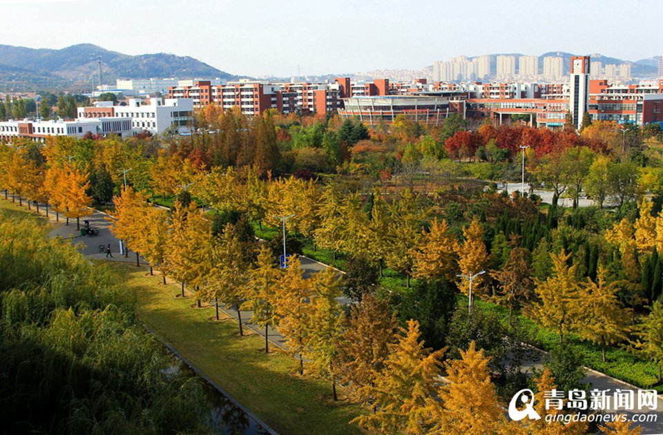 高清：山科大校园美美哒 杏叶金黄枫叶正红